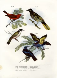 Myzomela scarlatto, 1864